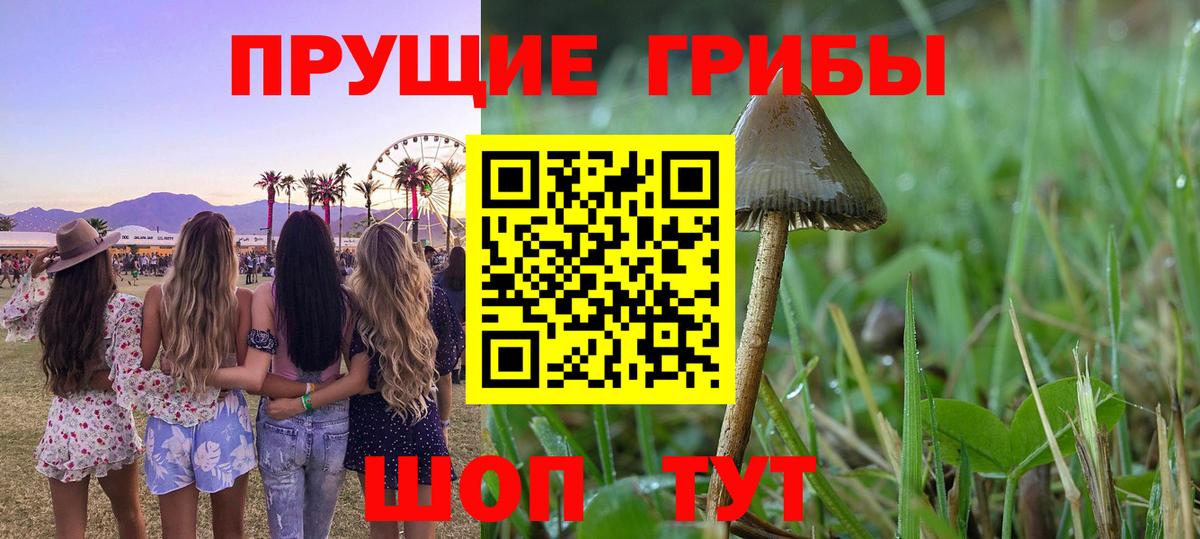 Псилоцибиновые грибы Psilocybine cubensis Воткинск
